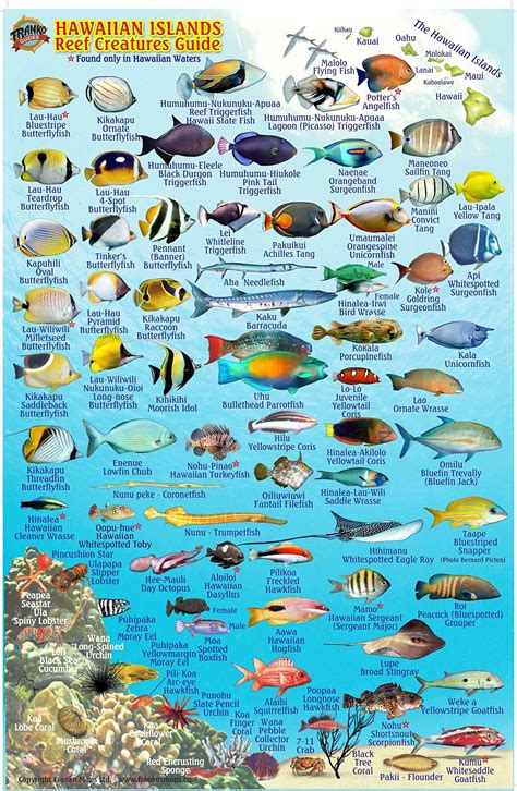 Hawaiian Reef Fish Images About Townsville