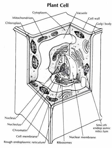 Cell Coloring Page - Coloring Home