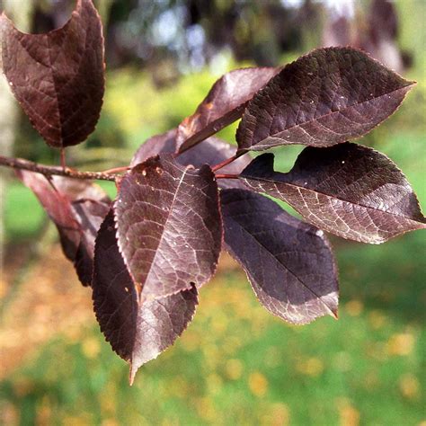Canada Red Chokecherry — Affordable Trees
