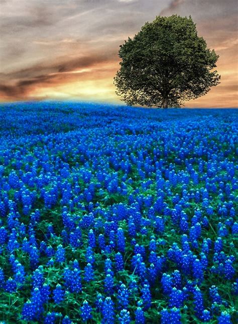 Blue Lone Tree Flower Fields Landscape By Vitor Santos