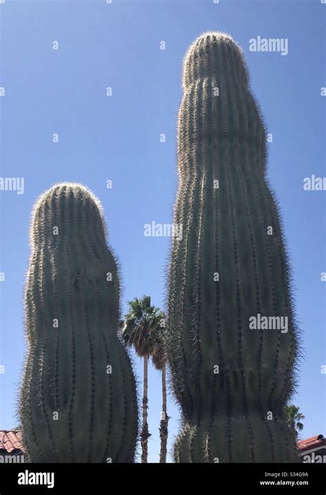 Saguaro Cactus Single Plant Tall Desert Plant Natural Nature