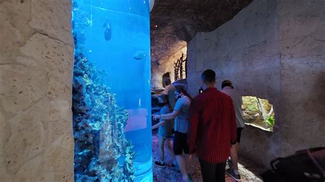 Marine Creatures- Saltwater Wonders tank and Marine Toad enclosure