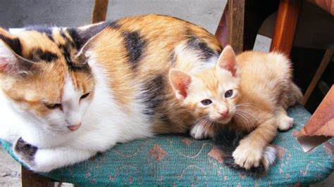 Mimpi melihat kucing mati di jalan. Gambar Kucing Warna Orange - Koleksi Gambar HD