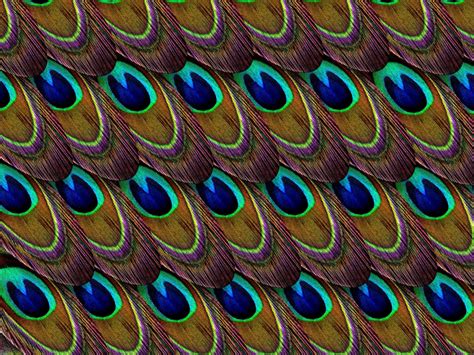 Wallpaper Feathers Peacock Patterns Texture Hd Widescreen High Definition Fullscreen
