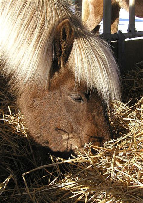 Dieses löst beim pferd die krankheit botulismus aus. www.hadel.net - Reitertreff - Haltung - Fütterung - Rauhfutter