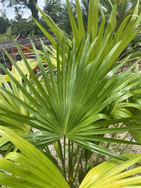 Chinese Fan Palm Liberty Landscape Supply