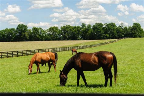 Thoroughbreds Grazing On A Kentucky Horse Farm Stock Image Image Of