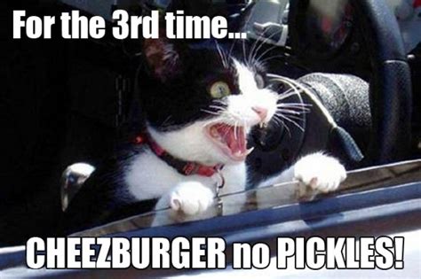 Cat Yelling Cheezburger No Pickles 9buz