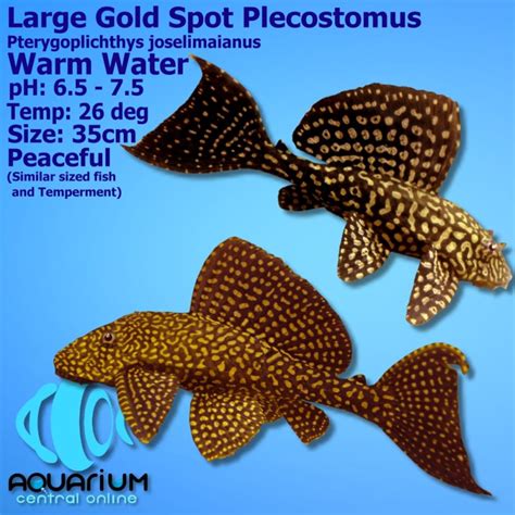 Pleco Gold Spot Plecostomus Catfish Pterygoplichthys Joselimaianus