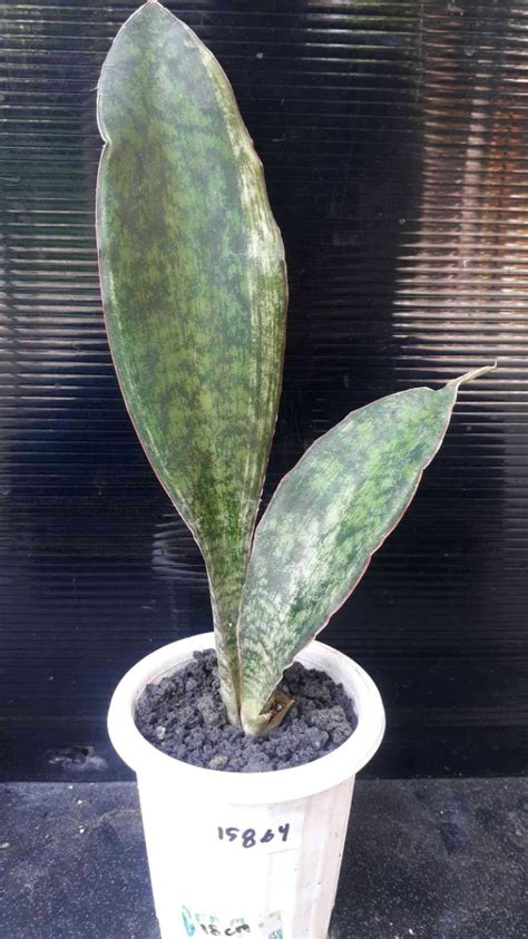 Sansevieria Macrophylla Variegated Bare Rooted 15864 Furniture And Home Living Gardening