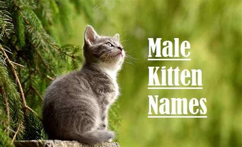 Funny Male Cat Names Funny Png