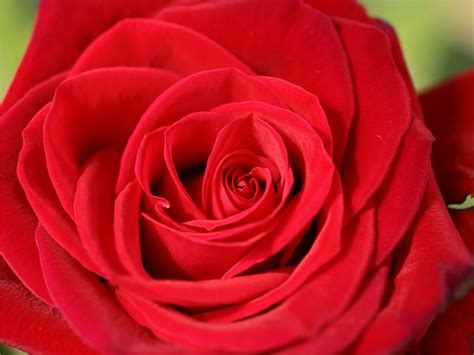 rose red beautiful roses rose pictures red roses photos red rose images make2fun