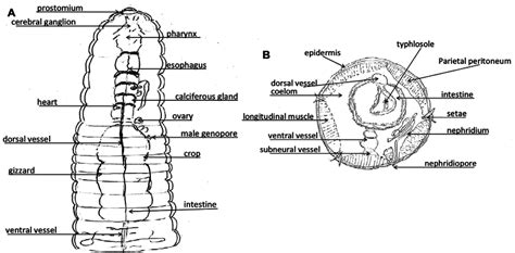 Earthworm Diagram Labeled