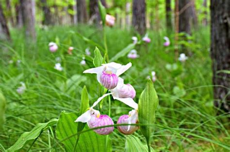 Discover An Enchanted Orchid Forest In Ontario Travel Bliss Now