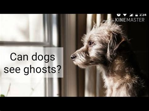 For many, the idea of cats seeing ghostly presences is just a fun way to tell a ghost story. Can dogs see ghosts?||Animals are awesome - YouTube