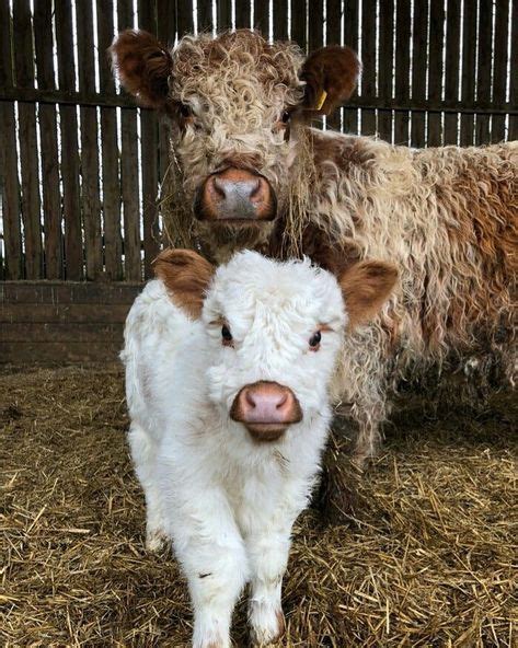 Die 17 Besten Bilder Zu Kälbchen In 2020 Kalb Süße Kühe Tiere