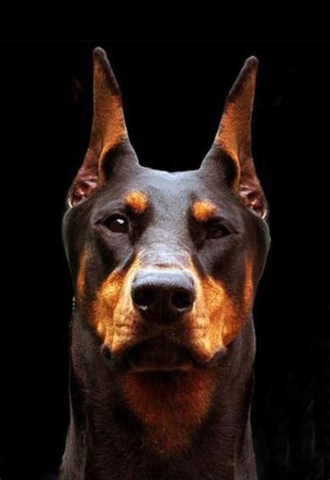 1000 Images About Dobermans On Pinterest Doberman Dogs Doberman