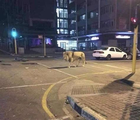 No Putin Hasnt Put 800 Lions Hyenas On Russian Streets To Keep