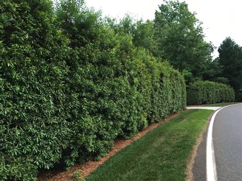 Fastest Growing Evergreen Shrubs For Privacy 2019 Best Home Gear
