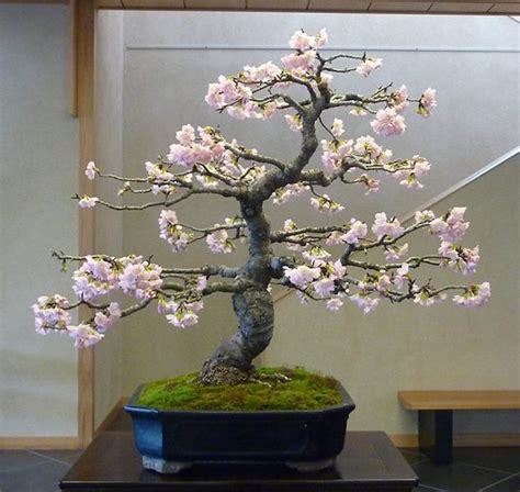 Bonsai Tree Cherry Learn More Here Earthysai