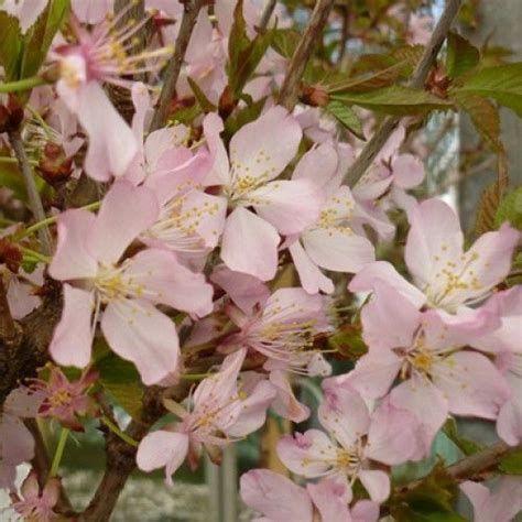 Dwarf weeping cherry trees do best in u.s. Pot Grown Prunus nipponica Ruby Dwarf Flowering Japanese ...
