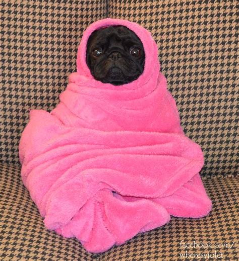 Pug In Blanket Pillow Cover - Top Pet Gifts