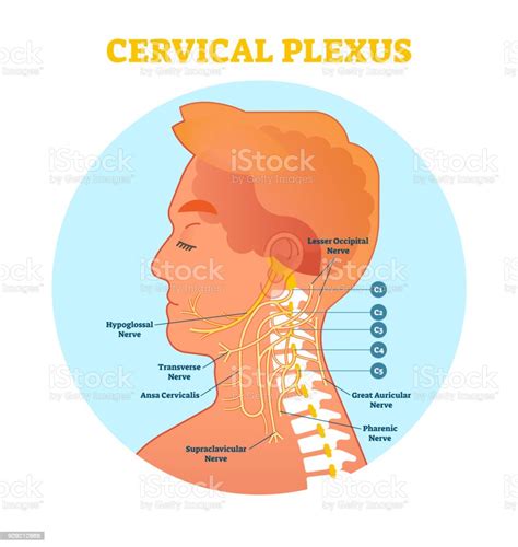 Cervical Vertebrae Nerves Diagram Spinal Nerves Structure And