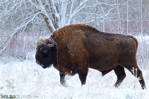 Bison Wild Poland
