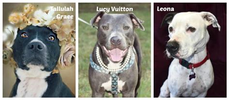 SPCA of East Texas