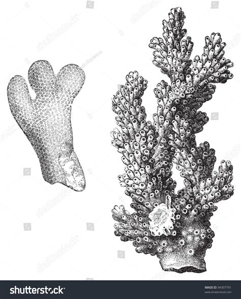 Stock Vector Coral Porites Furcatus And Madrepora Verrucosa Vintage
