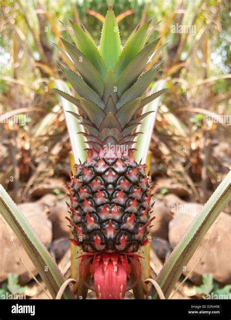 Pineapple Farm Thailand Hi Res Stock Photography And Images Alamy
