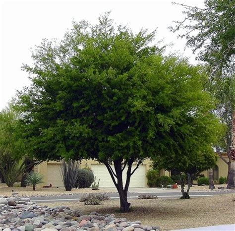 7 Desert Trees To Consider When Designing Your Arizona Landscape