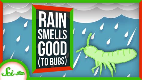 Why Does Rain Smell So Good To Bugs Youtube