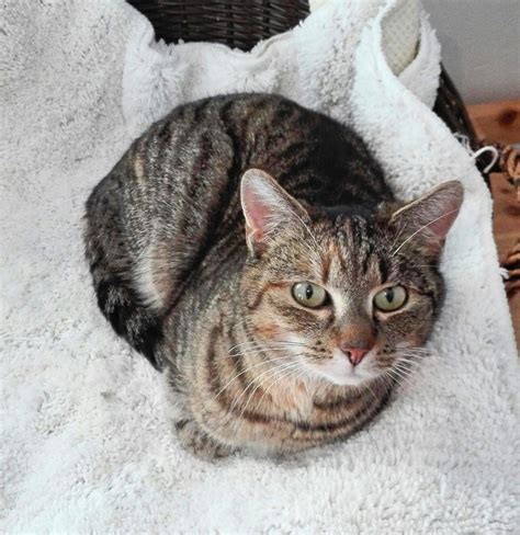 Dieser npc befindet sich in vorgebirge des hügellands (2). Oberndorf a. N.: Wem gehört die Tigerkatze? - Oberndorf ...