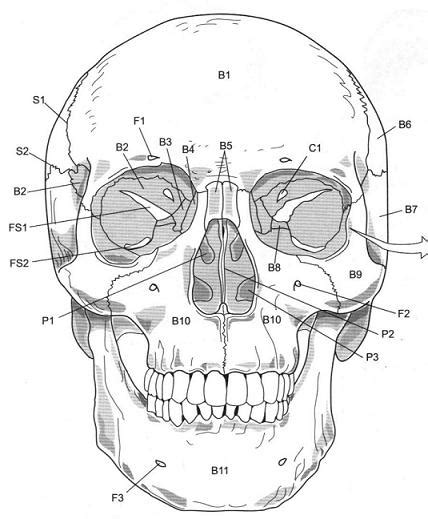 View Skull Anatomy Worksheets Png Scenesfamemfory