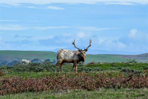 Tule Elk Preserve Tomales Point Point Reyes Smiling In Sonoma