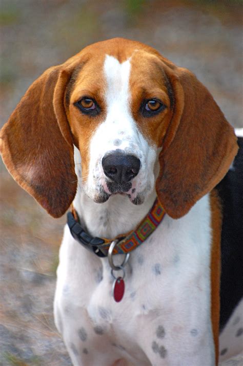Unleash The Charm Top 10 Coonhound Products You Need To See To Believe