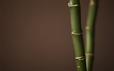 94 Bamboo Hd Wallpapers Backgrounds Wallpaper Abyss