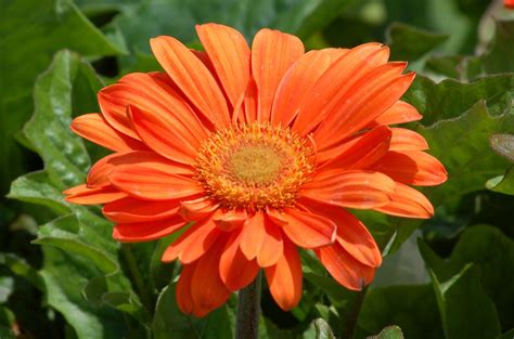 Gerbera Daisy Flowers Tender Perennial In Many Colors