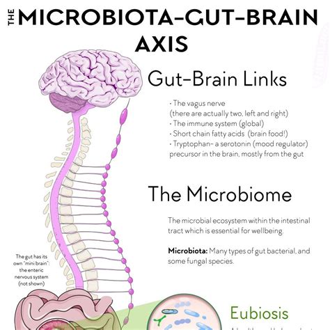 The Microbiota Gut Brain Axis What Why And How To Maintain Gut And Brain Health