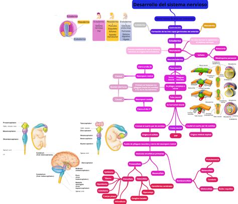 Mapa Conceptual Desarrollo Embrionario Del Sistema Nervioso Central
