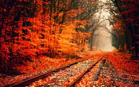 Railroad Track Leaves Fall Railway Trees Fallen Leaves Hd