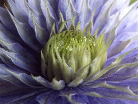 The main show is from may to june, with an encore in september, the later. Clematis Multi-Blue. Large, deep blue, double early summer ...