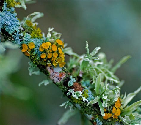 Demodex folliculorum and demodex brevis, both frequently referred to as face mites. Lichen - Crandall Park Trees
