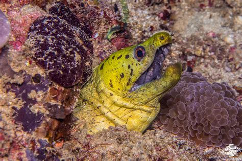 Fimbriated Moray Eel Facts And Photographs Seaunseen