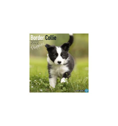 Kalender 2022 Border Collie Puppies Online Kopen