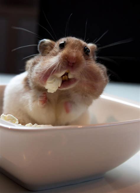 18 Huggable Hamsters That Are Too Cute To Resist