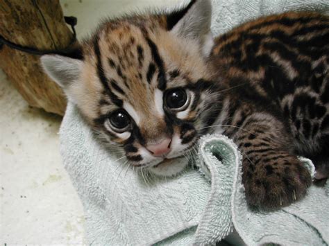 Tell us what features and improvements you would like to see on pets4homes. Ocelot Kitten For Sale Online | Buy Ocelot Kitten Online