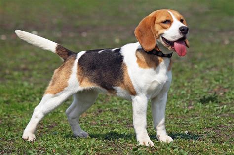 Meet The Beagle