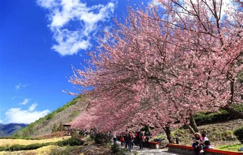 Where To See Cherry Blossoms In Taiwan This Spring